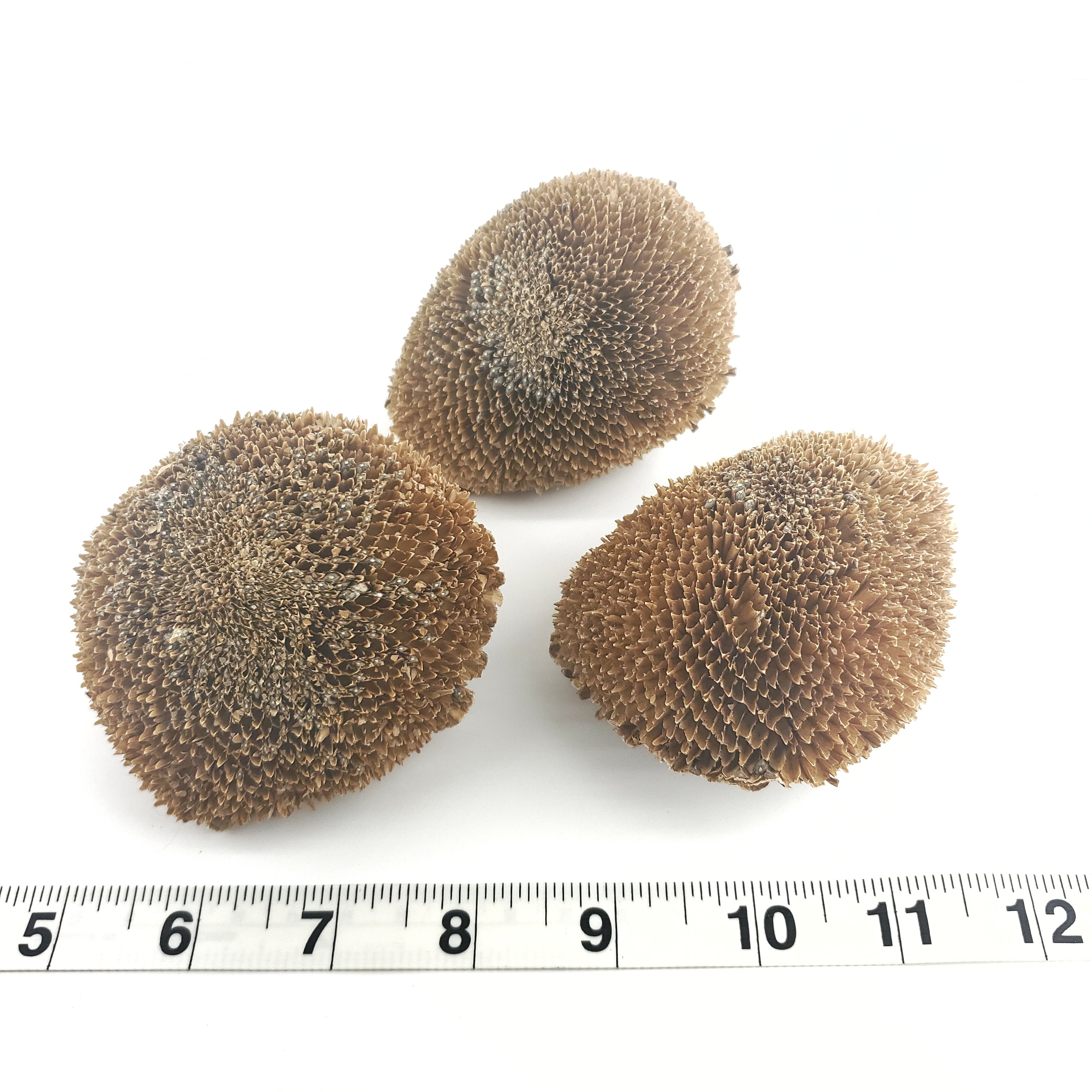 Sunflower Heads - 3 Pack